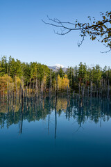 秋で色付く青い池