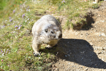 Murmeltiere in freier Wildbahn