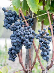 Fototapeta premium Racimo de uvas negras color azulado en el viñedo en Octubre antes de la vendimia en la comarca del Priorat, Tarragona, España