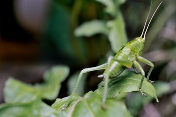 grasshopper on a leaf