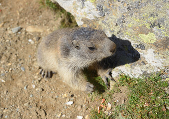 Murmeltiere in freier Wildbahn