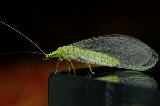 6,321 Lacewing Images, Stock Photos, 3D objects, & Vectors