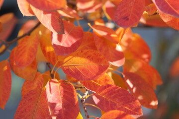 red-orange foliage of a shady berry bush