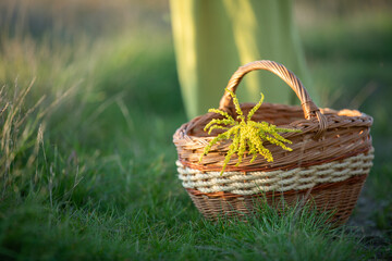 Fototapeta na wymiar A wicker basket stands on the grass full of field herbs. Goldenrod and winter glory.