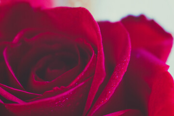 red rose macro
