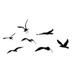 Set of seagulls birds, nautical sailor tattoo sketch. Black stroke of flying sea gull silhouettes on white background. Marine set. Drawings of different shapes of water birds in the flock. Vector.