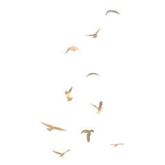 Watercolour silhouette of flying birds seagulls on white background. Inspirational body flash tattoo ink of sea birds. Vector.