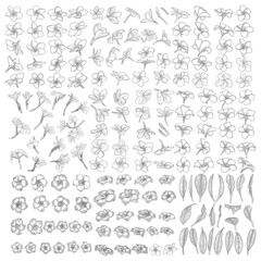 Obraz premium Plumeria or frangipani flowers with leaves drawing set. Hand drawn line art of decorative exotic tropical flowers, blooming and open buds, leaf on the twig. Vector.