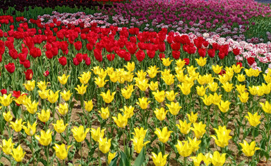 Fototapeta premium ฺBeautiful tulip in the garden