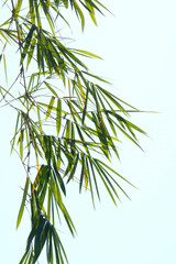 bamboo leaves isolated on white background