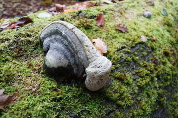 Schwamm Pilz an einem abgestorbenen Baum, Totholz im Wald mit Moosen und Flechten, Zunderschwamm, Fomes fomentarius