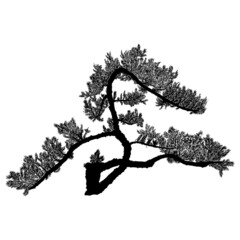 Realistic tree isolated on white background. Silhouette of spruce tree, pine, bush fir. Drawing from real trees with twigs and branches. Vector.