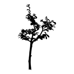 Seedling with big leaves growing silhouette. Small tree sprout. Organic agriculture natural products development concept. Gardening plant and ecology. Early stage of young plant tree shape. Vector.