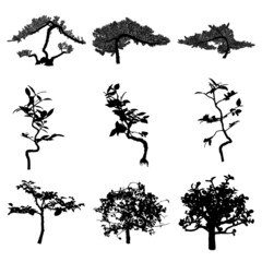 Bonsai tree black silhouette set. Plant on a white background. Detailed isolated image collection. Decorative arts hobby of growing mini tree in the pot. Asian origin. Vector. - 464701780