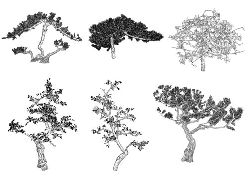 Set of Bonsai Japanese trees growing in pots and containers. Drawing from real trees. Decorative little trees in Bonsai style set, hobby. Vector.
