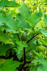 The common thorn tree, Datura stramonium L., is a flowering plant belonging to the Solanaceae family. is a highly poisonous plant. Denmark