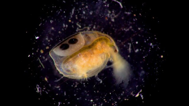 (Daphnia magna, Cladocera), small planktonic crustacean under the microscope, close-up
