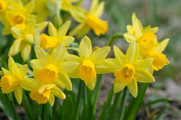 Obraz premium a cute narcissus bush with a bokeh and free copy space for the text - spring background