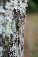 Brown butterfly cocoon in a tree with blurry environment