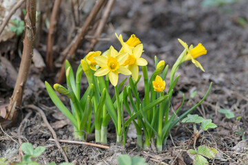 a cute narcissus bush with a bokeh and free copy space for the text - spring background