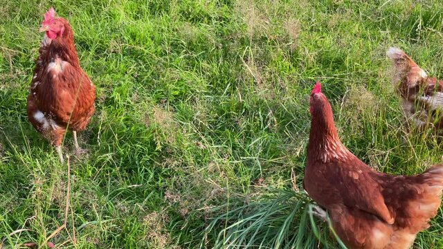 Altman in der Schweiz 