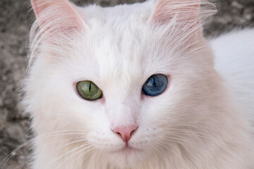 White cat with heterochromia looking to camera with eyes green and blue