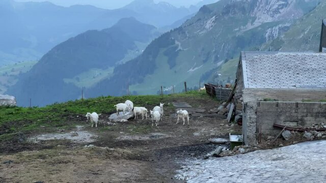 Altman in der Schweiz 