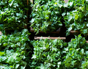 Crates of spinach prepared on the floor