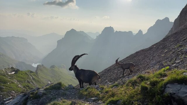 Altman in der Schweiz 