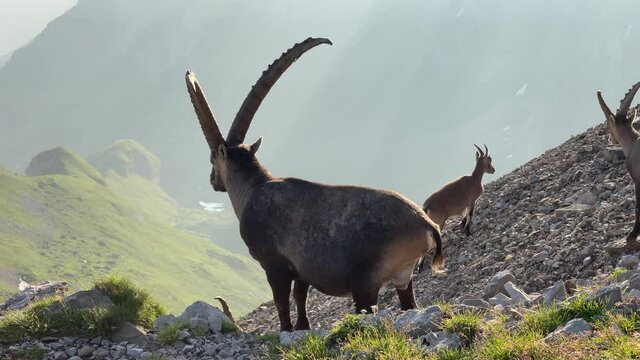 Altman in der Schweiz 