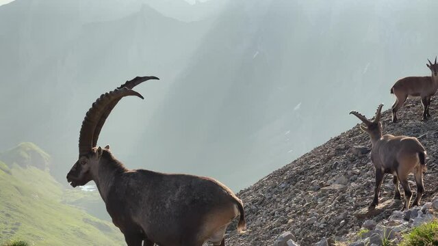 Altman in der Schweiz 