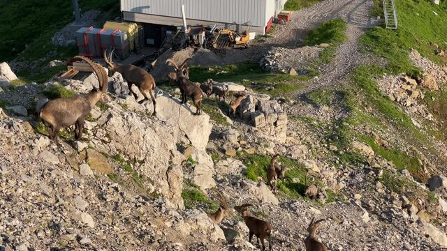 Altman in der Schweiz 