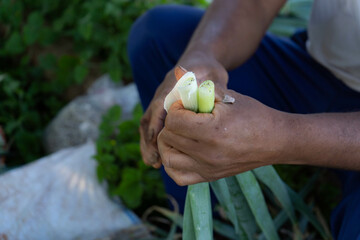 Rural farmer's hands holding green onion