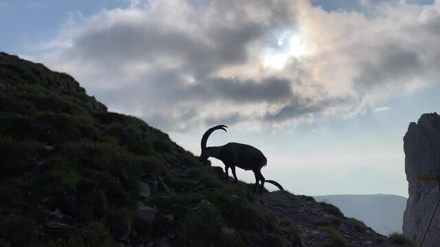 Altman in der Schweiz 