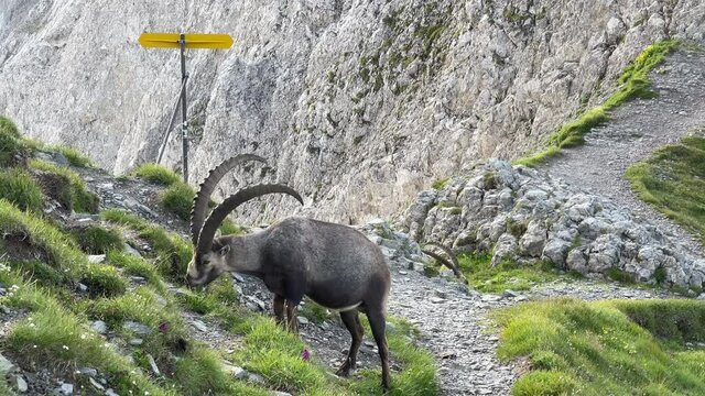 Altman in der Schweiz 