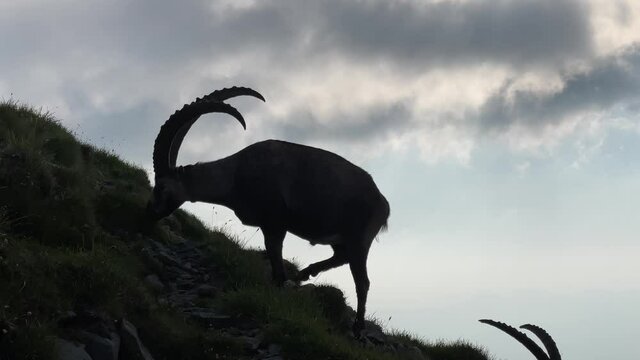 Altman in der Schweiz 