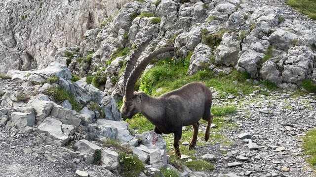 Altman in der Schweiz 