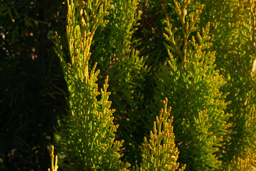Colorful juniper branches close up in sunny day background