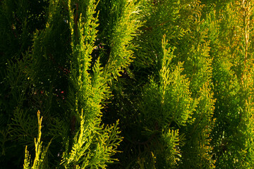 Colorful juniper branches close up in sunny day background