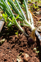 Close-up of purple onions just plucked from the ground in organic garden