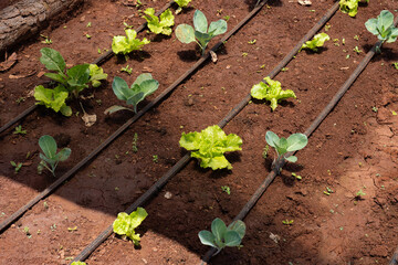 Greenhouse planting lines with some plants growing with red soil