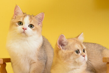 Portrait of a cute Golden kitten who lies on a light background and licks tongue paw looking at the camera