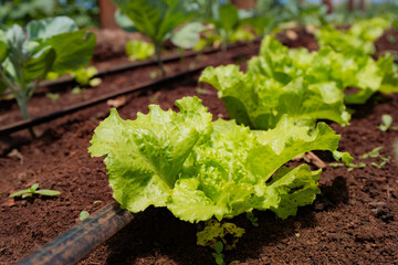 Green lettuce on the ground in greenhouse planting lines