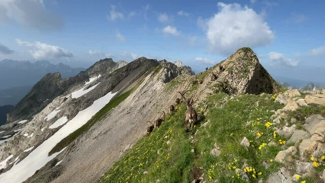 Altman in der Schweiz 