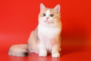 Portrait of a cute Golden kitten who lies on a light background and licks tongue paw looking at the camera