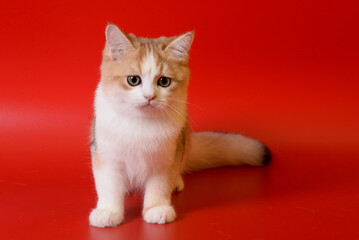 Portrait of a cute Golden kitten who lies on a light background and licks tongue paw looking at the camera