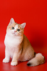 Portrait of a cute Golden kitten who lies on a light background and licks tongue paw looking at the camera