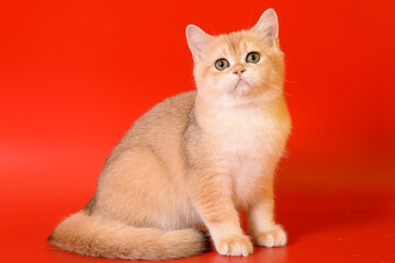 Fototapeta na wymiar Portrait of a cute Golden kitten who lies on a light background and licks tongue paw looking at the camera