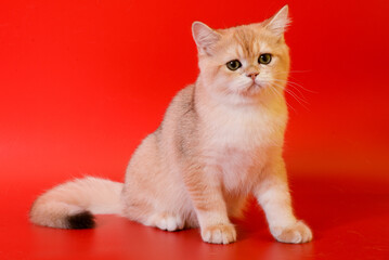 Portrait of a cute Golden kitten who lies on a light background and licks tongue paw looking at the camera