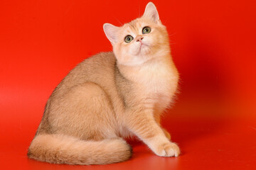 Portrait of a cute Golden kitten who lies on a light background and licks tongue paw looking at the camera